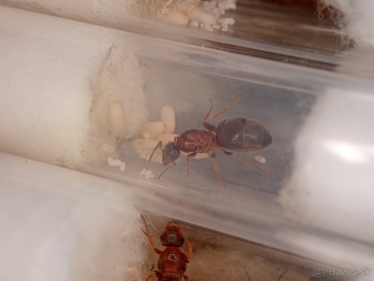 Mravec domácí (Lasius emarginatus) - 3