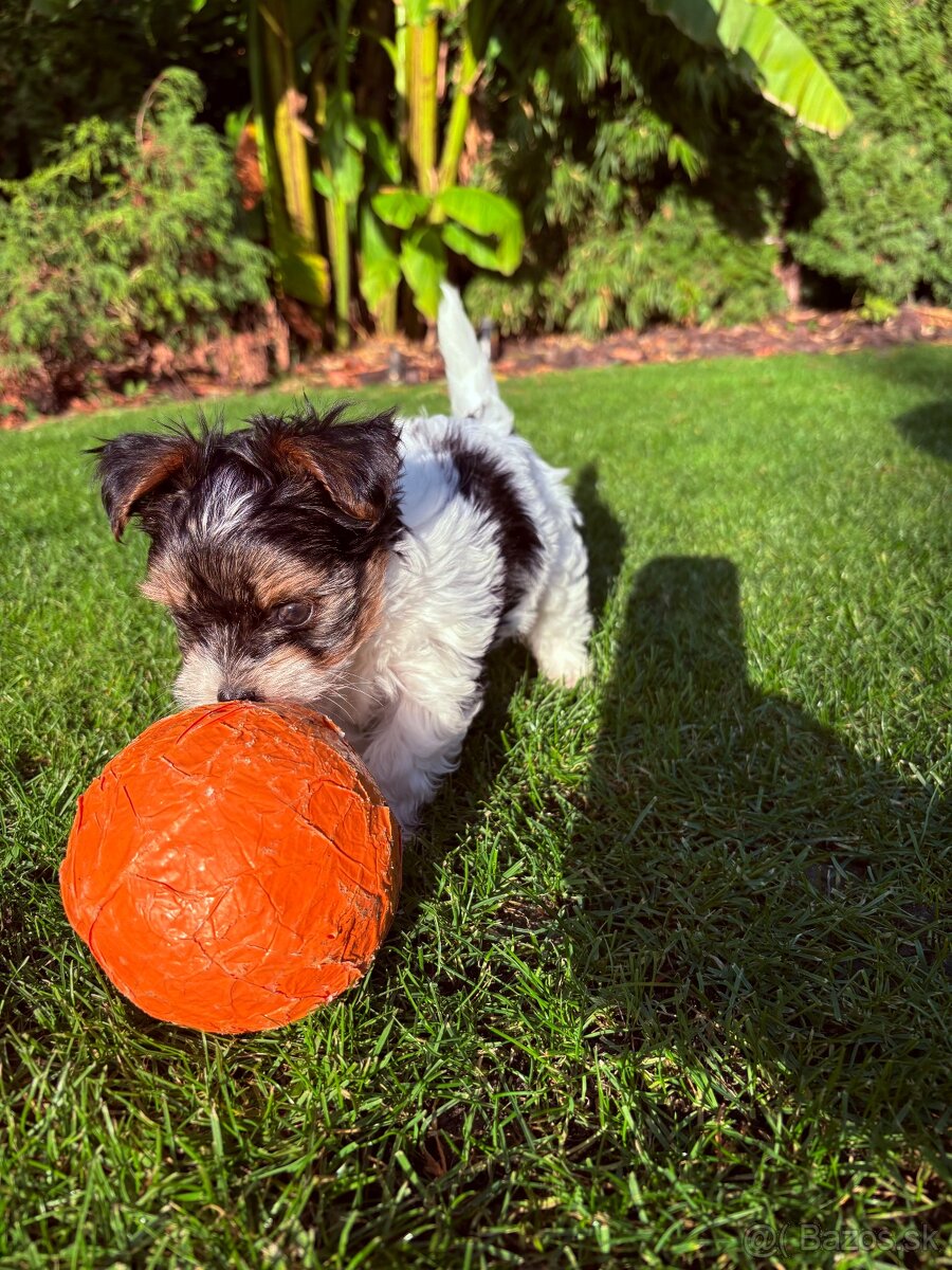 Yorkshire biewer - 3