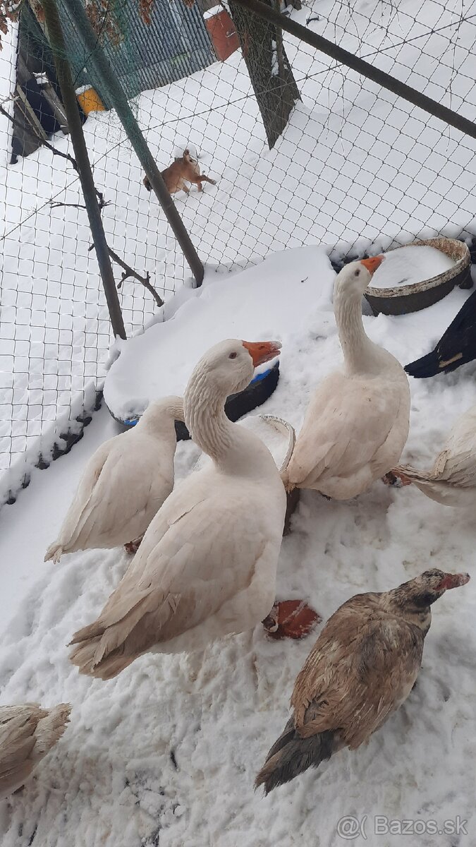 Chovný kmeň - biela hus - 3