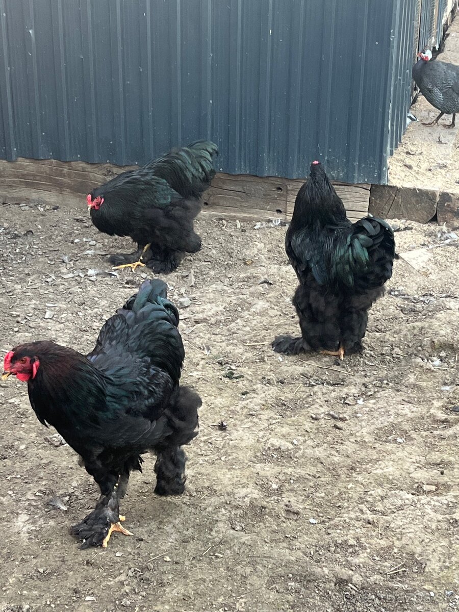 Brahmanka veľká čierna - 3