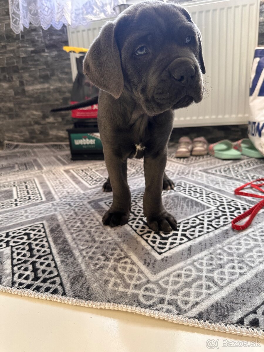 Cane corso - 3