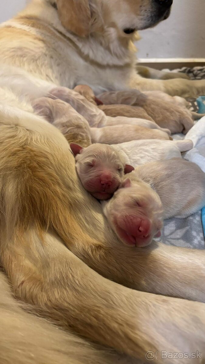 Zlatý retríver – šteniatka - 3