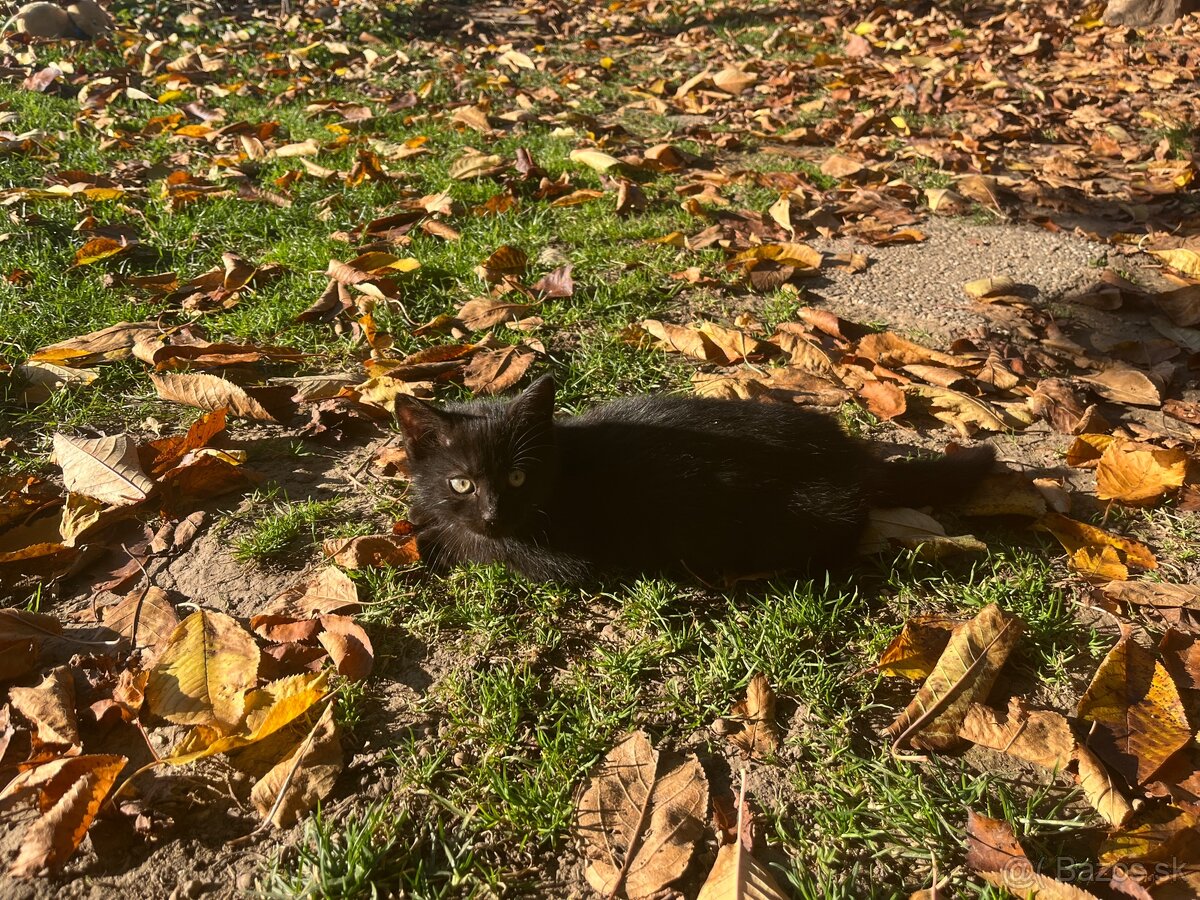 Darujem malého kocúra - 3