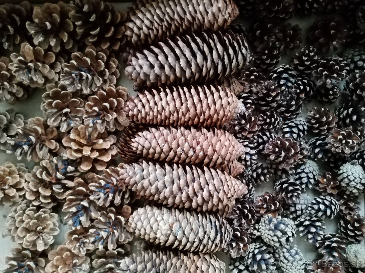 Borovicové šišky - 3