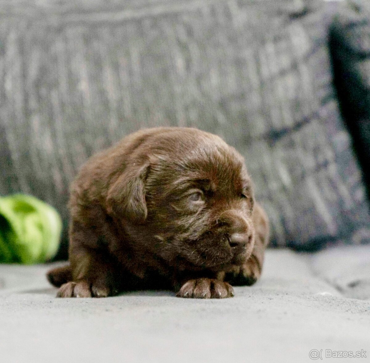 Šteniatka labrador retriever s PP, Labradorsky retriever - 3