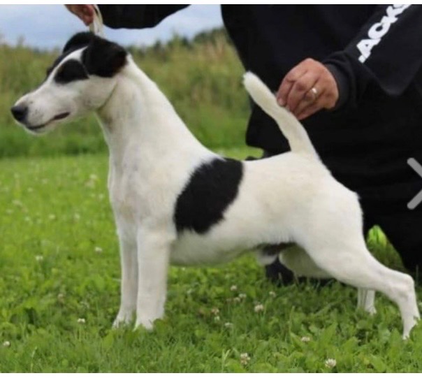 Foxteriér hladkosrstý - 3