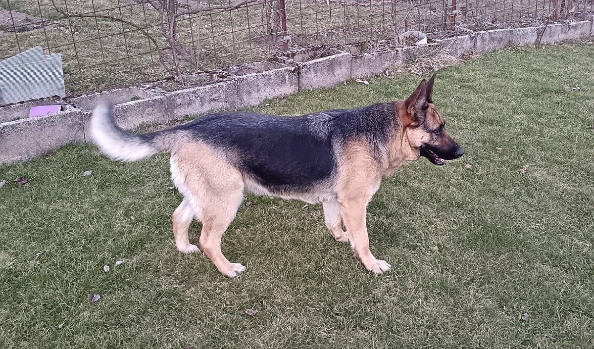 Nemecký ovčiak - 3