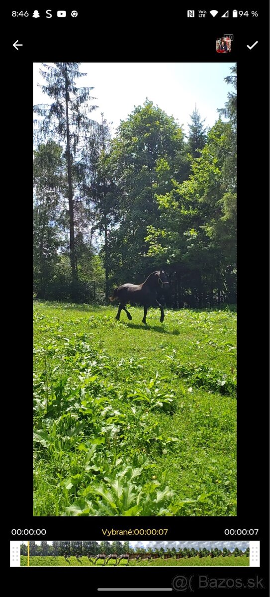 Frízsky žrebec - 3