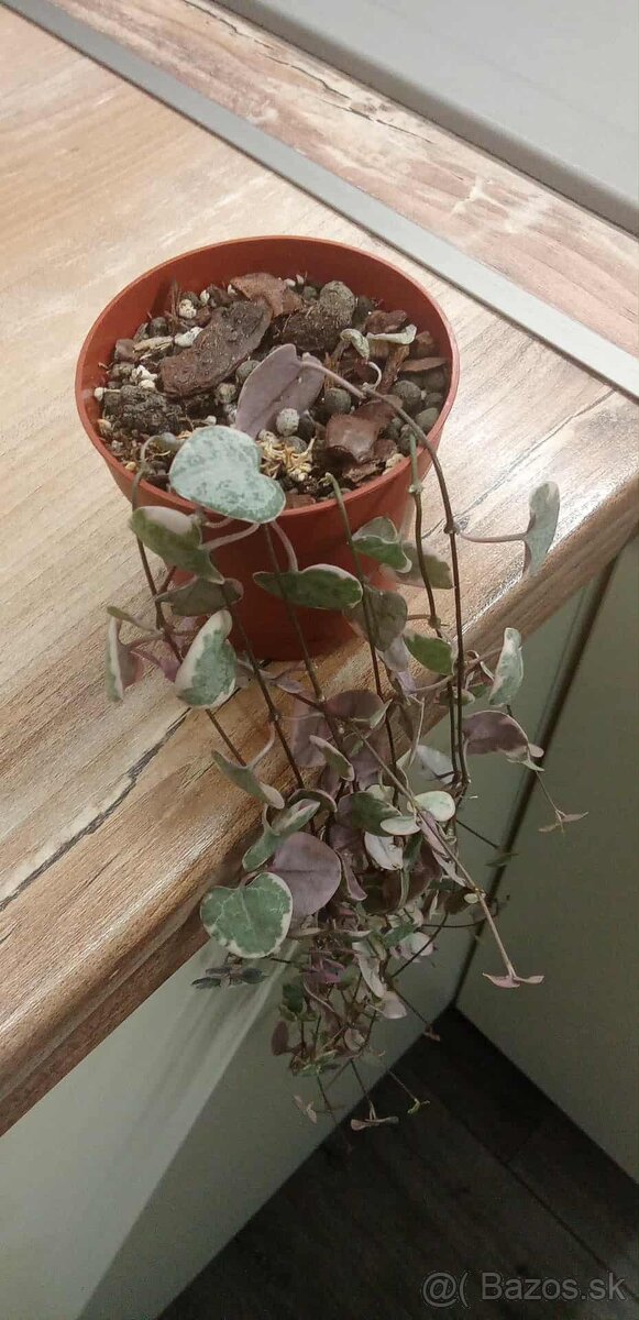 Izbová rastlina - 3