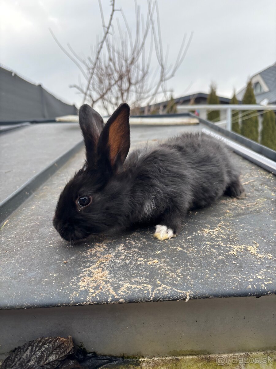 Králik Zajac - 3