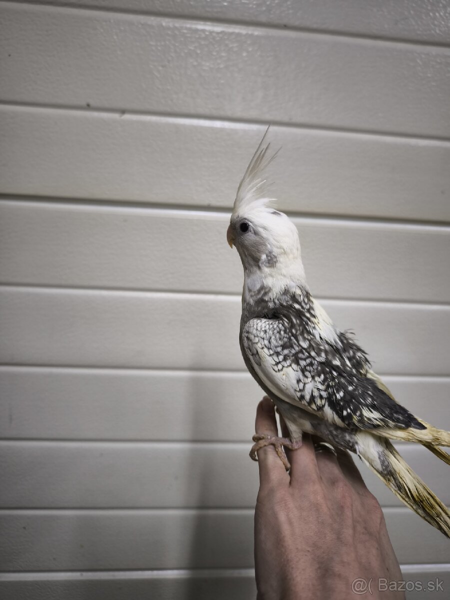 Ručne dokrmená korela - 3