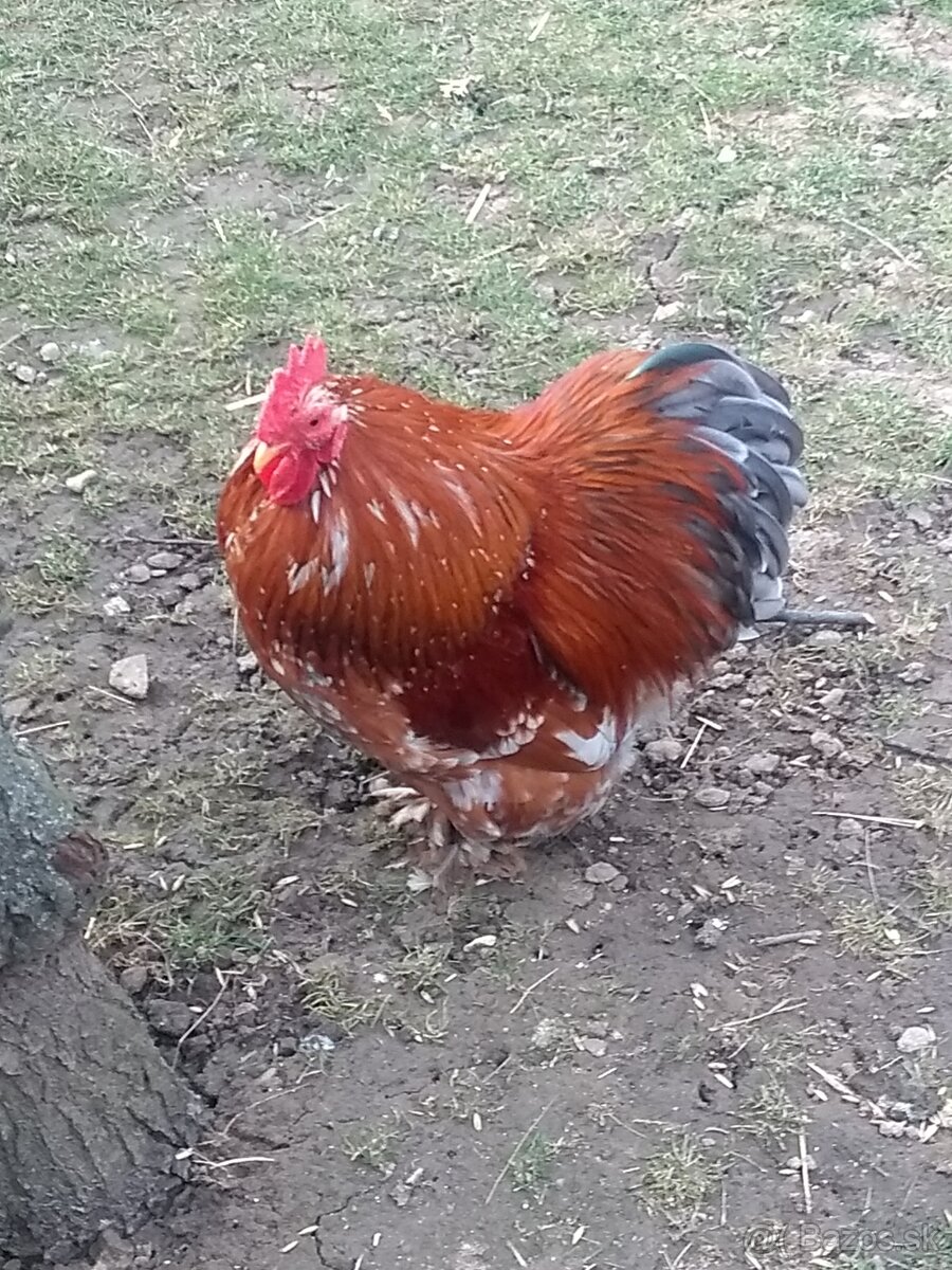 Násadové vajíčka - 3