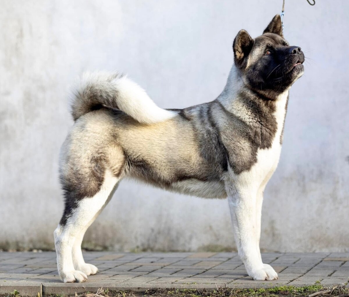 Americká akita - plánovaný vrh ,,D” - 3