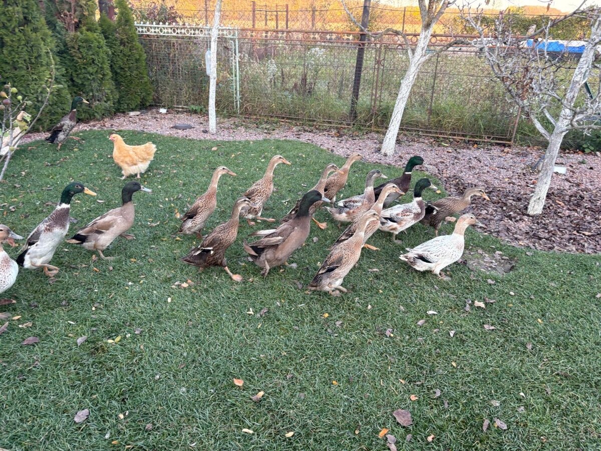 Predám indické bežce - 3