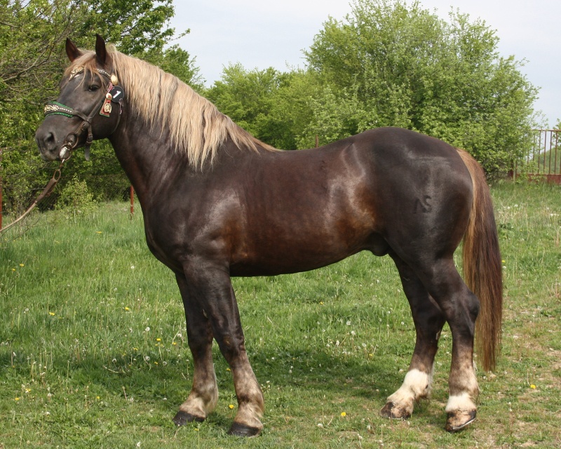 Chladnokrvný žrebec - 3