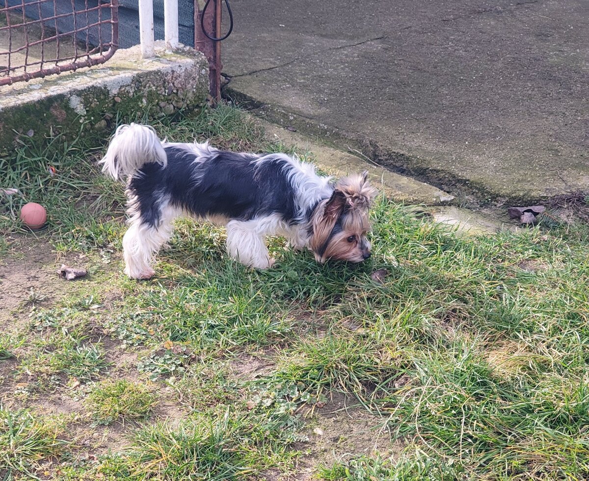 Predám fenku Yorkshirsky teriér biewer - 3