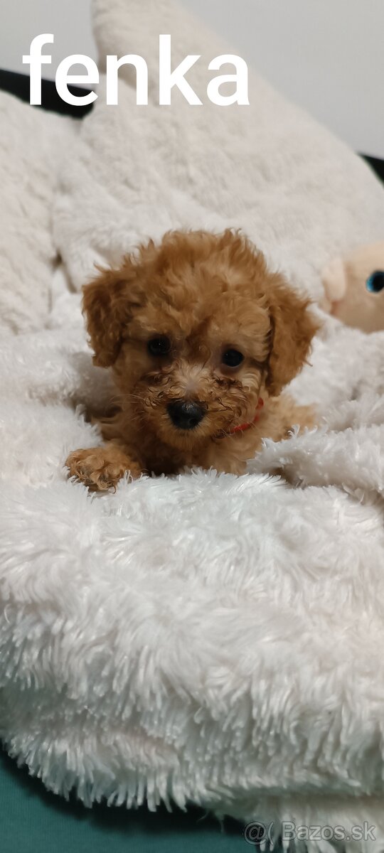 Pudel trpasličí - 3