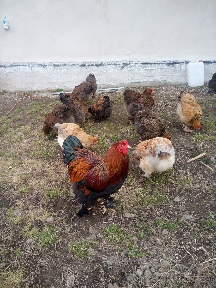 NB Brahma jarabičia 1,50€ - 3