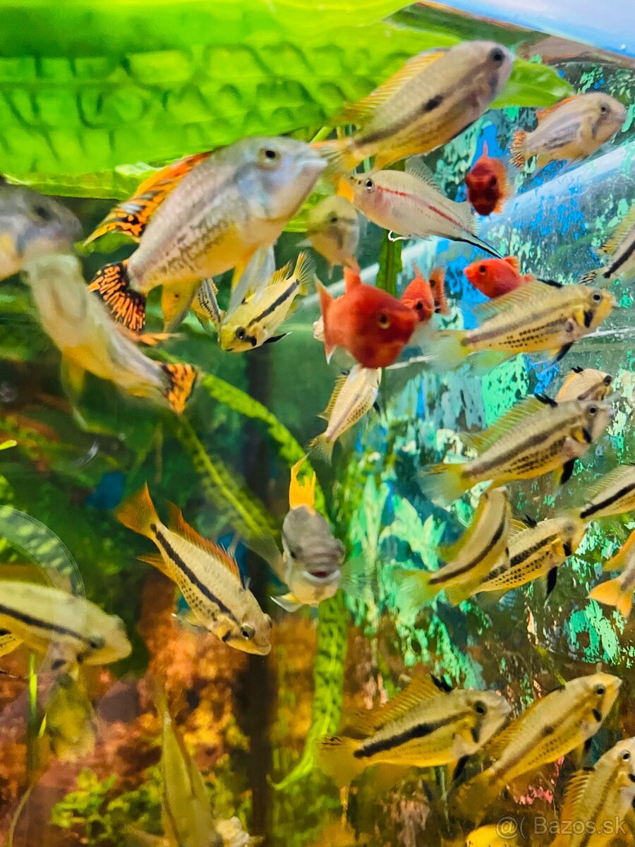 Predam ryby. - 3