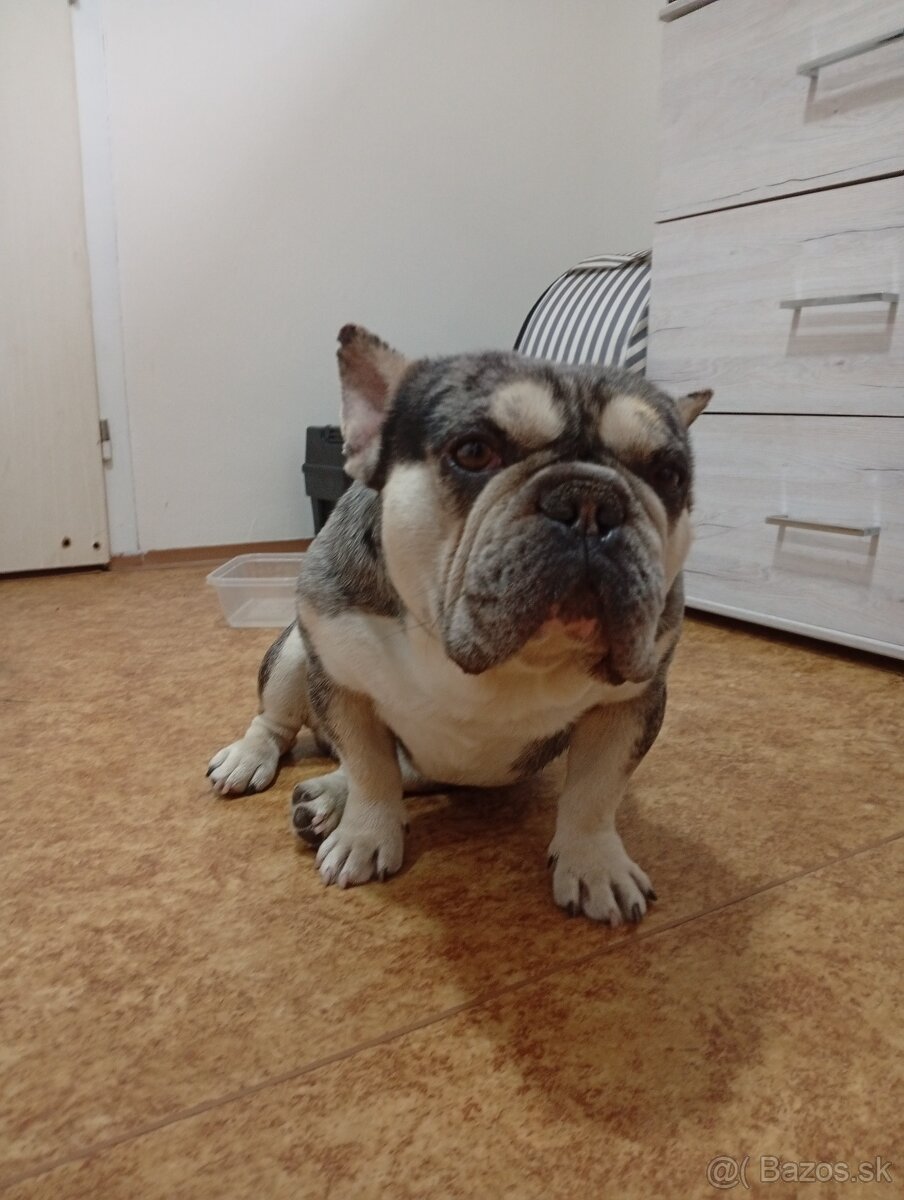 Francúzsky buldog - 3