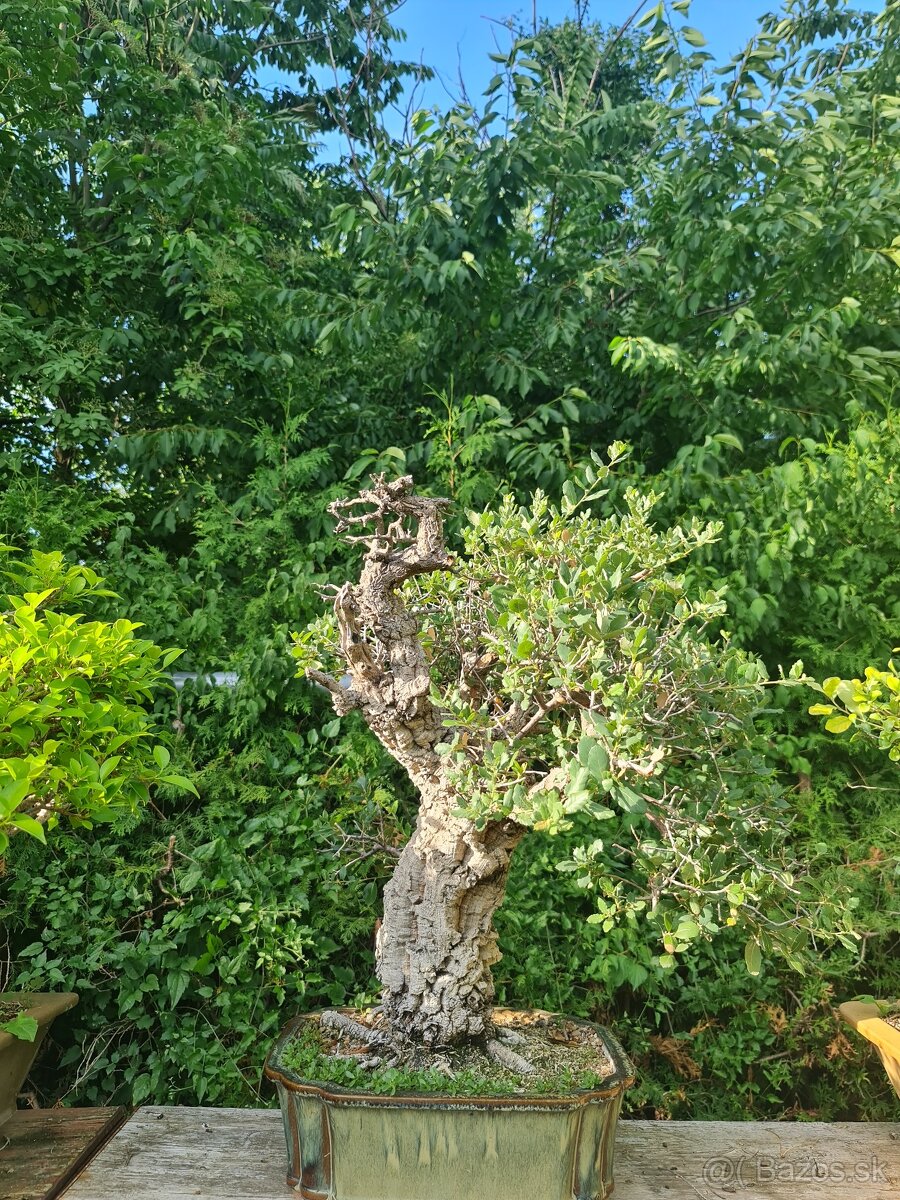 BONSAI Dub korkový Quercus suber 1 - 3