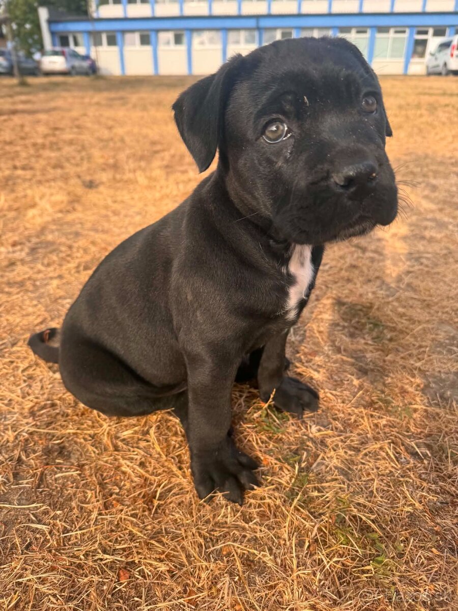 Cane corso - 3