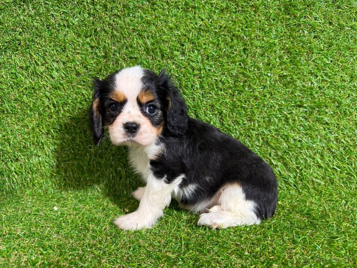 Cavalier King Charles Spaniel - 3