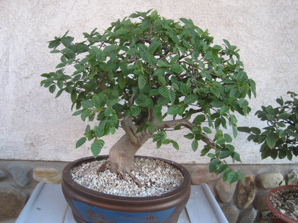 bonsai,bonsaj-JAVOR POLNÝ5 - 3