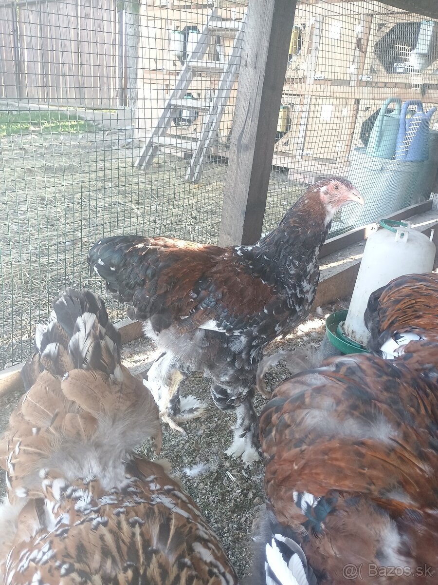 Brahma porcelanova - 3