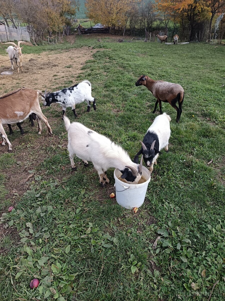 Ovce kozy - 3