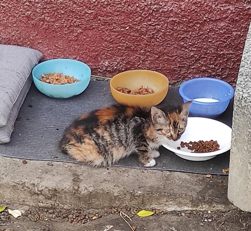 Darujeme toto prekrásne mačiatko - 3