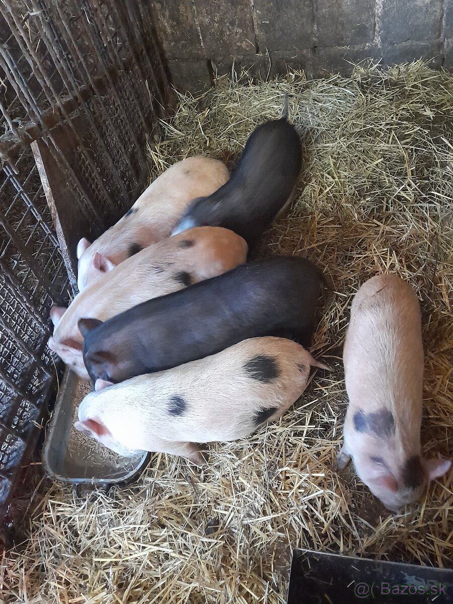 Vietnamske prasiatka - 3