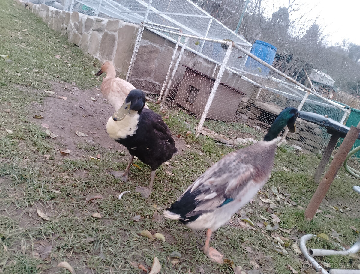 Indické bezce tohtoročne - 3