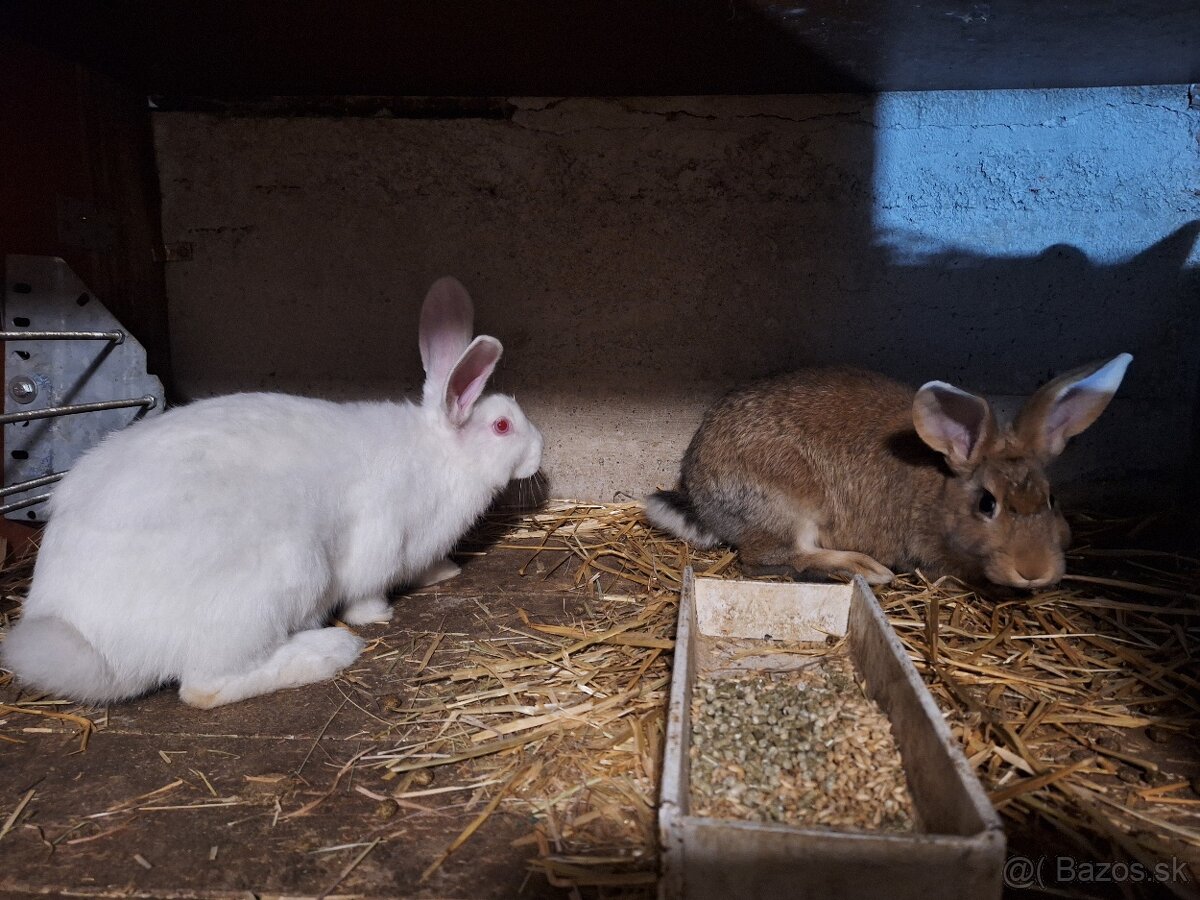 Predám králiky - 3