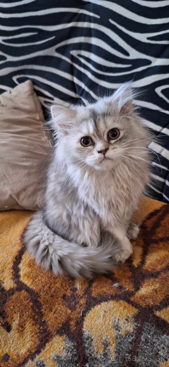 Perzske mačiatka - 3