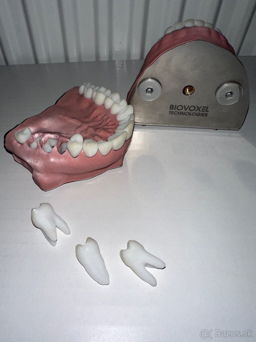 BioVoxel Typodont Čelusť - 3