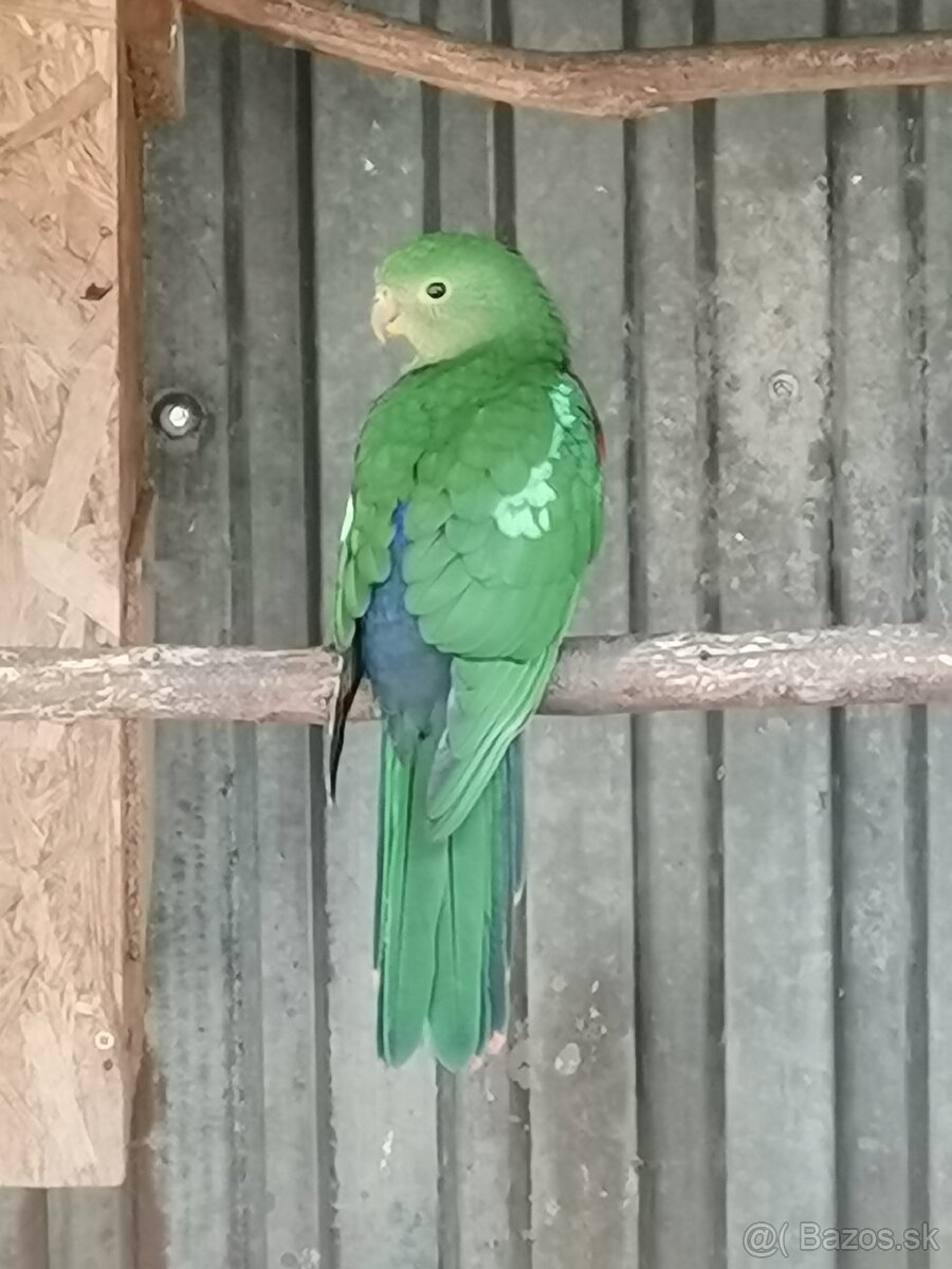 Papagáj kráľovský - 3