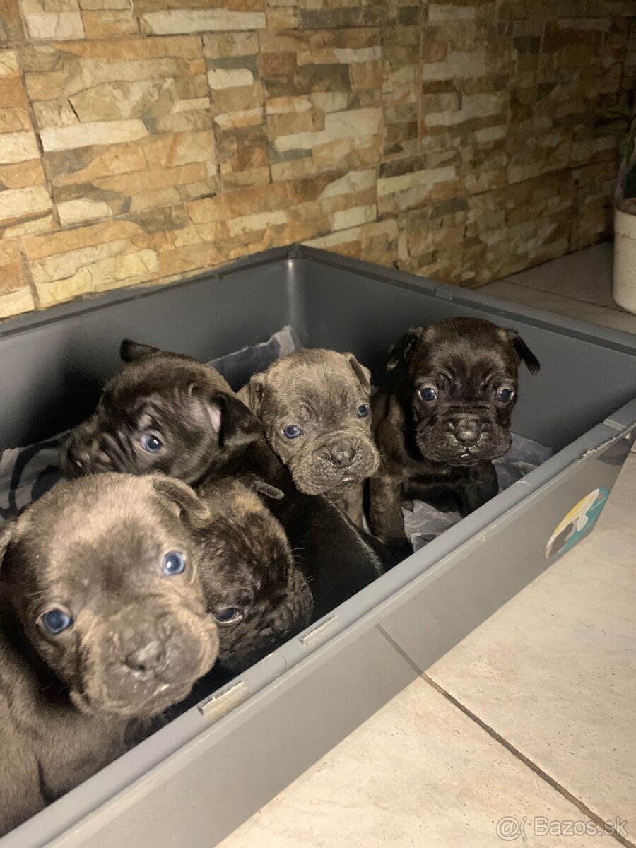 Francúzsky buldoček & Americký buldoček - 3