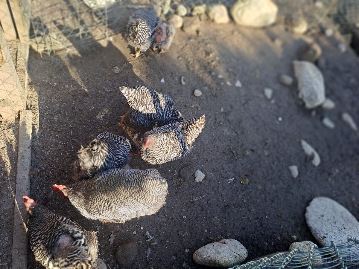 Amroks - násadové vajcia - 3