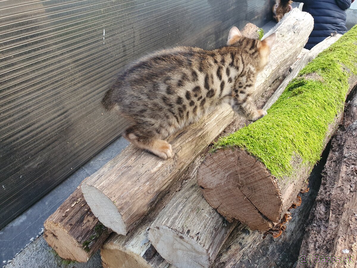 Bengalske maciatka - 3