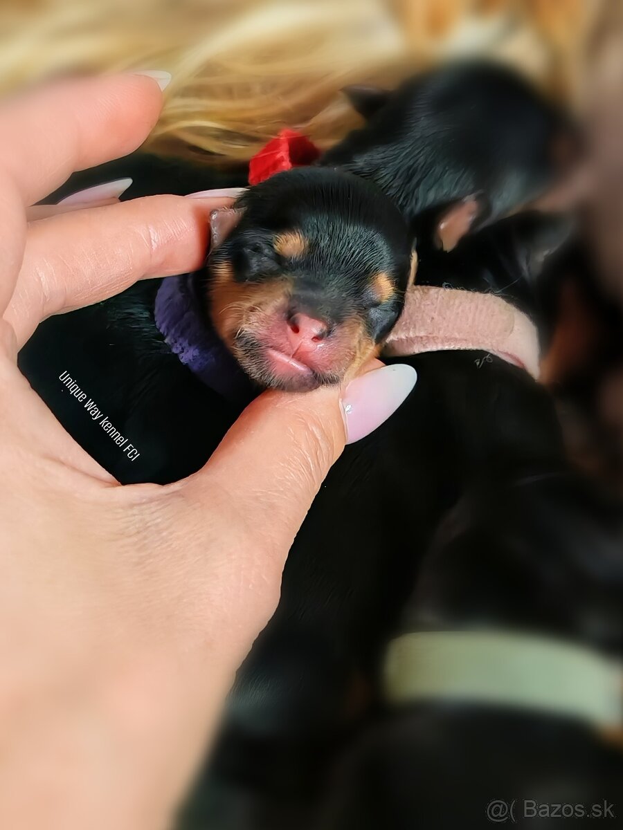 Yorkshire terrier s PP FCI (s preukazom pôvodu/rodokmeňom) - 3