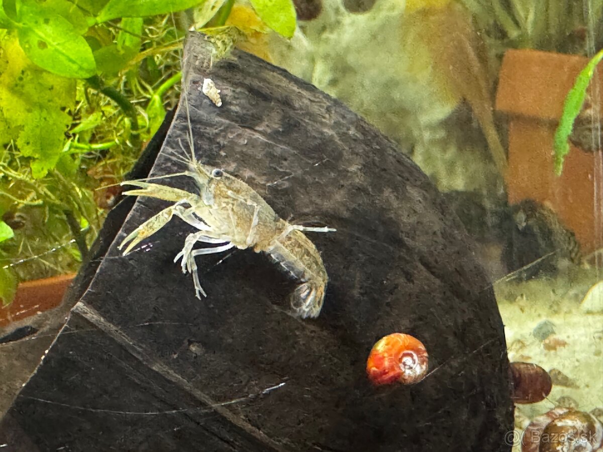 Predám mini ráčikov cambarellus demitus - 3