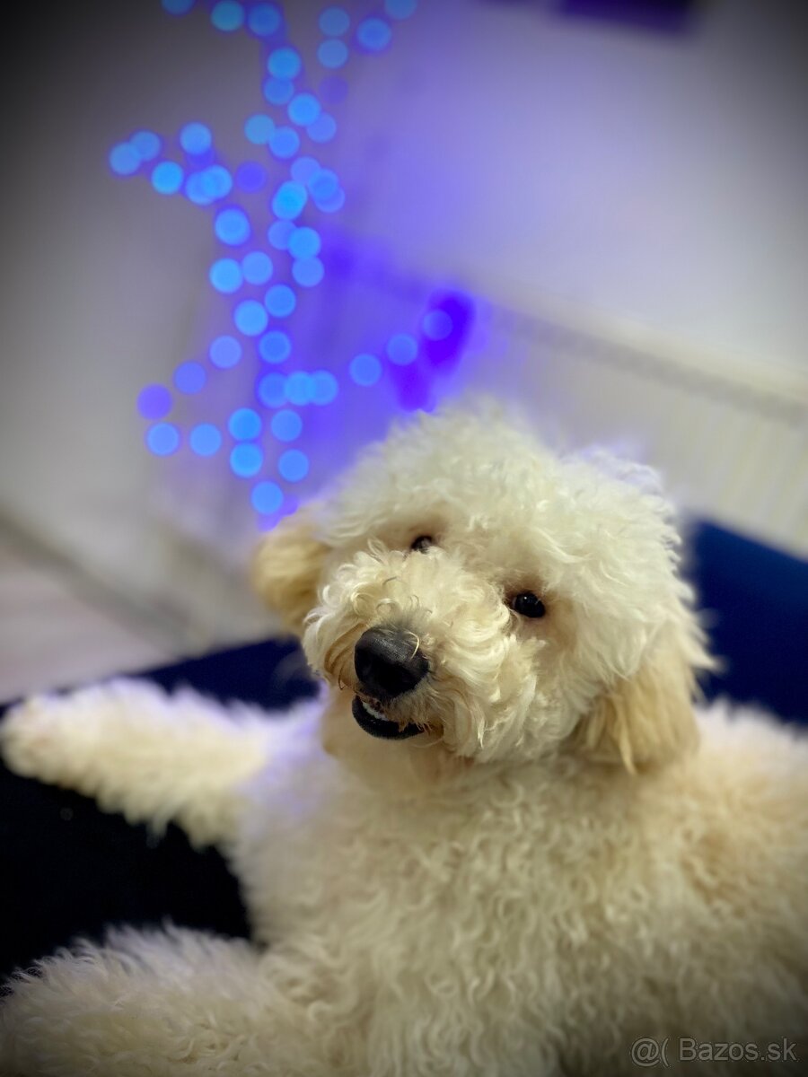 Trpasličí pudel - 3
