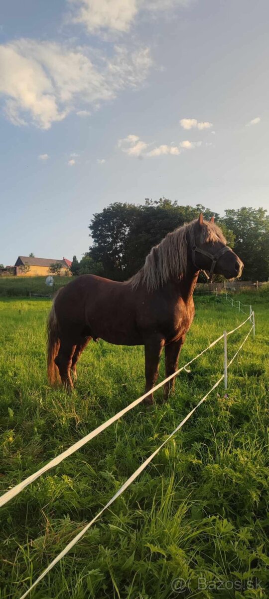 Predám ťažného žrebca - 3