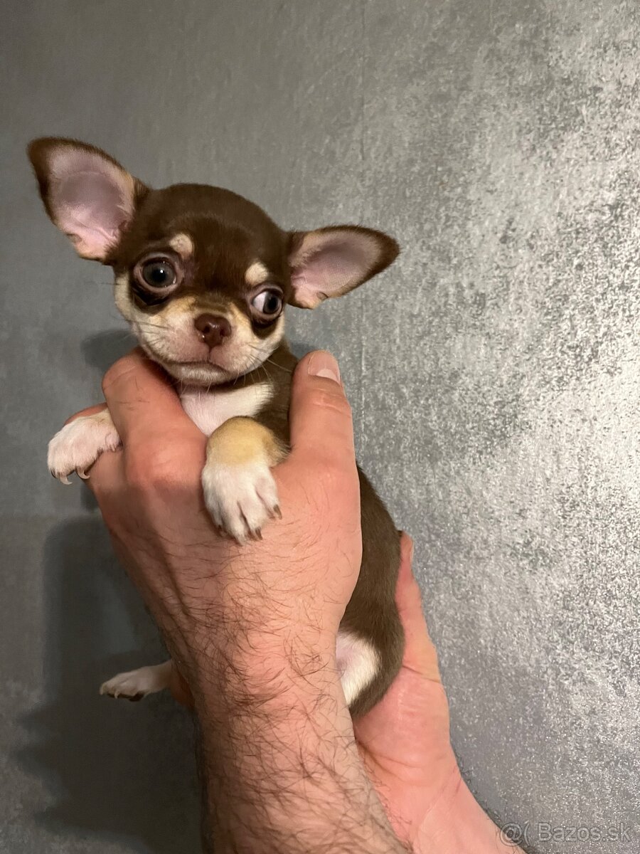 Čivava krátkosrstá s pp fci - 3