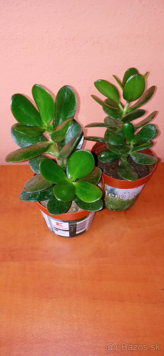 Tučnolisty Crassula ovata - 3
