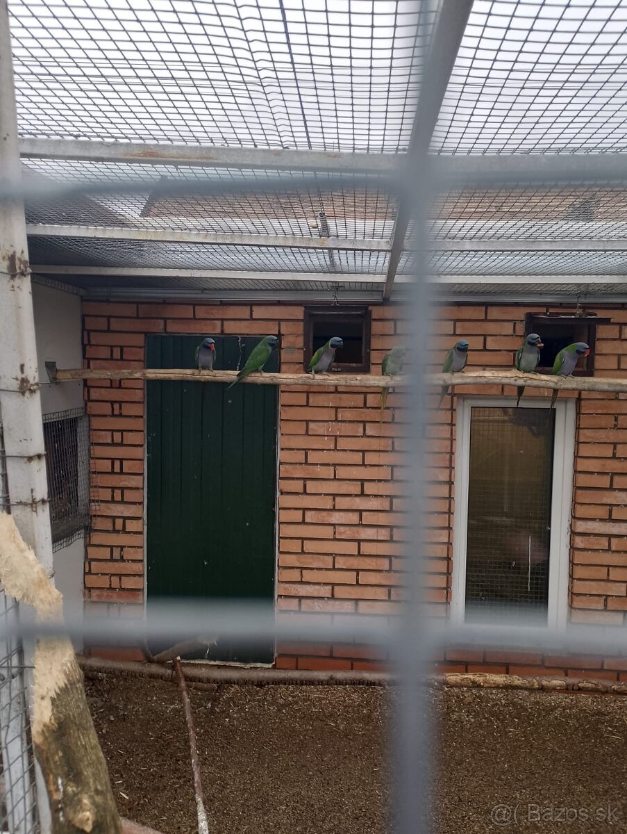 Alexander čínsky / Alexander malý - 3