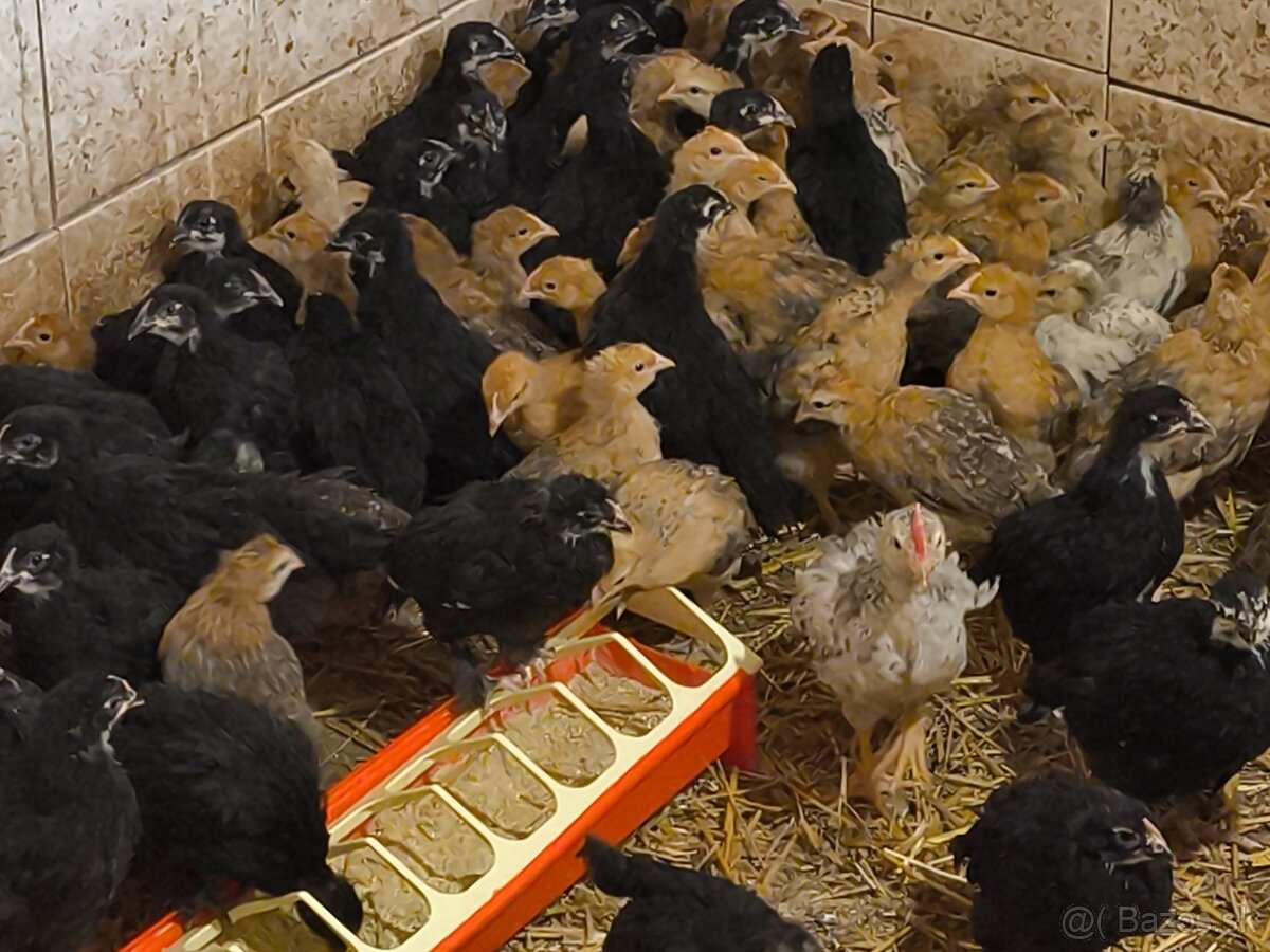 Green a Dark shell - 3