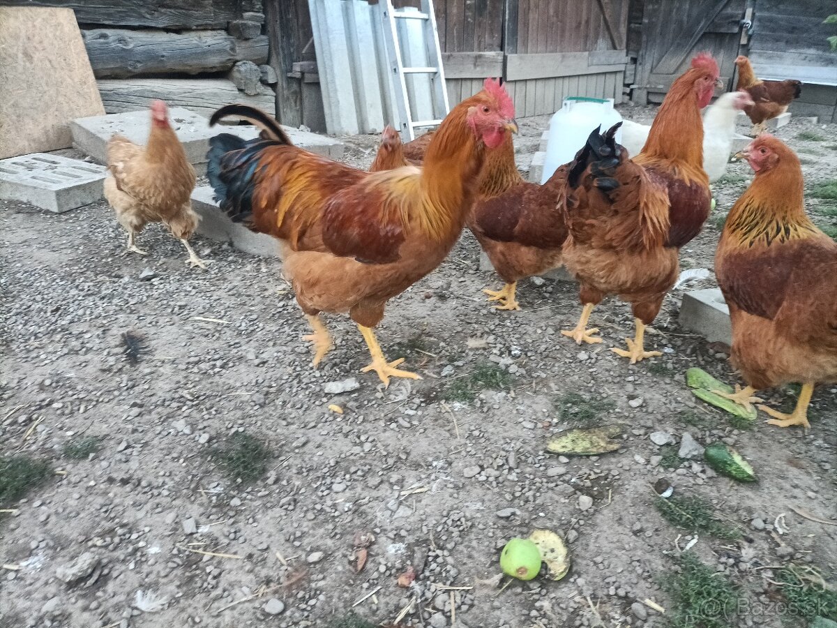 Predám Kohút Hempšir - 3