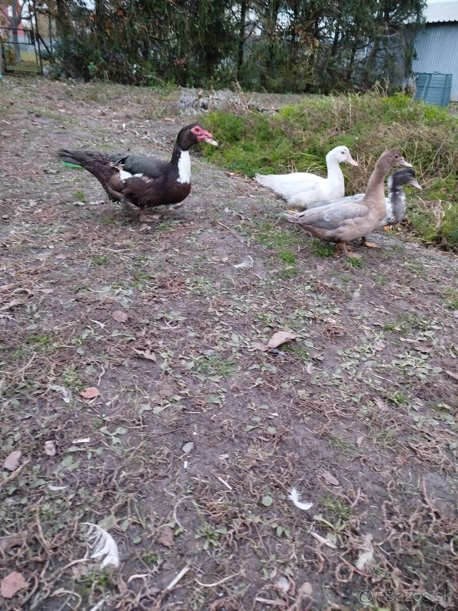 Čínske kačky, husi , mäso, králiky kalifornský+hyla - 3